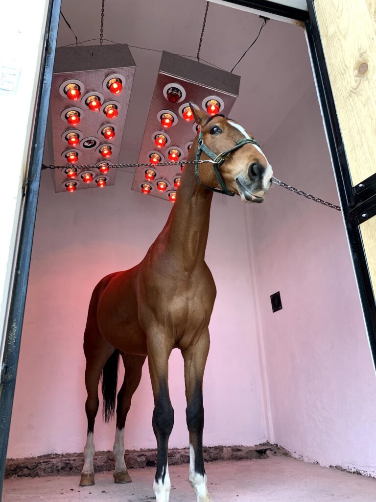 caballos terapia de luz infrarroja2
