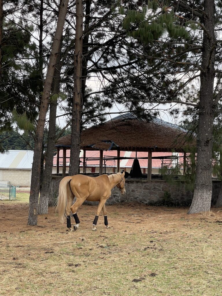pension para caballos retirados5